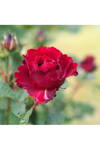 Hybrid tea rose Hommage à Barbara